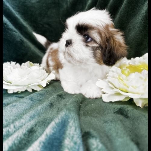Benz, superbe mâle type shih tzu #1