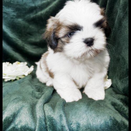 Benz, superbe mâle type shih tzu