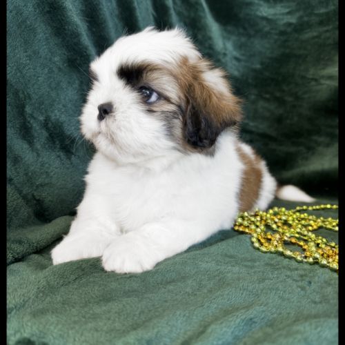 Benz, superbe mâle type shih tzu #4