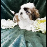 Benz, superbe mâle type shih tzu #1