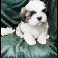 Benz, superbe mâle type shih tzu #0