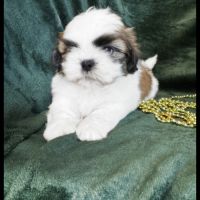 Benz, superbe mâle type shih tzu #3