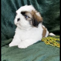 Benz, superbe mâle type shih tzu #4
