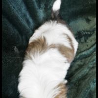 Benz, superbe mâle type shih tzu #5