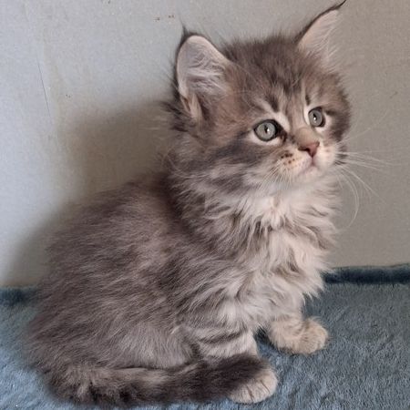 Chatons maine coons mâles et femelles #2