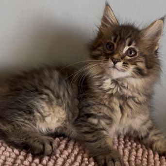 Chatons maine coons mâles et femelles #4