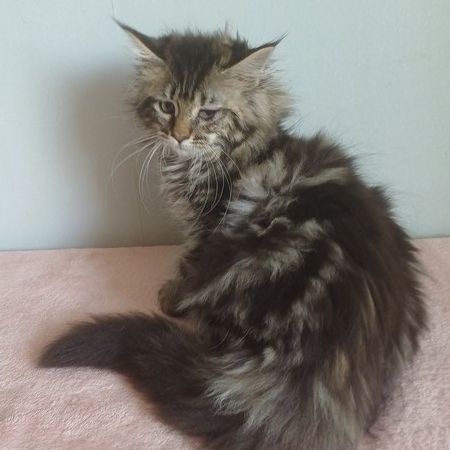 Chatons maine coons mâles et femelles #0
