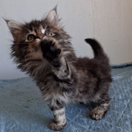 Chatons maine coons mâles et femelles #6