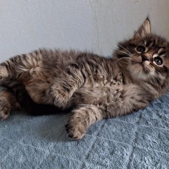 Chatons maine coons mâles et femelles #7