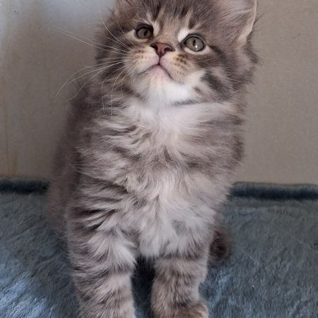 Chatons maine coons mâles et femelles #8