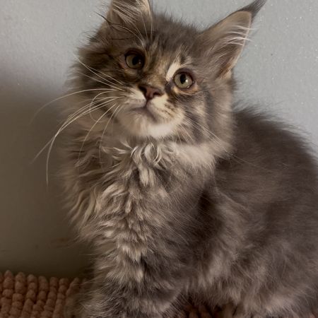 Chatons maine coons mâles et femelles #9
