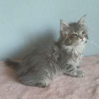Chatons maine coons mâles et femelles #1
