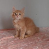 Chatons maine coons mâles et femelles #3