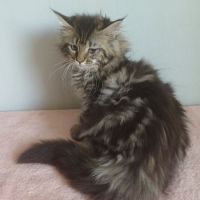 Chatons maine coons mâles et femelles