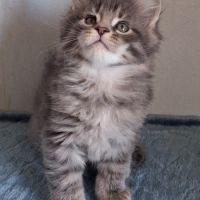 Chatons maine coons mâles et femelles #8