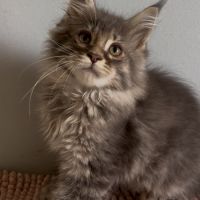 Chatons maine coons mâles et femelles #9