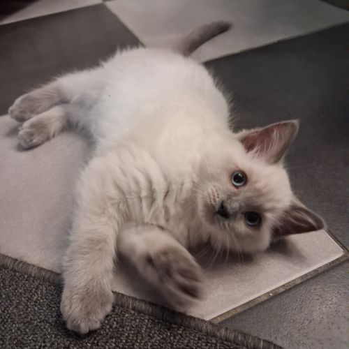 3 chatons ragdoll loof #2