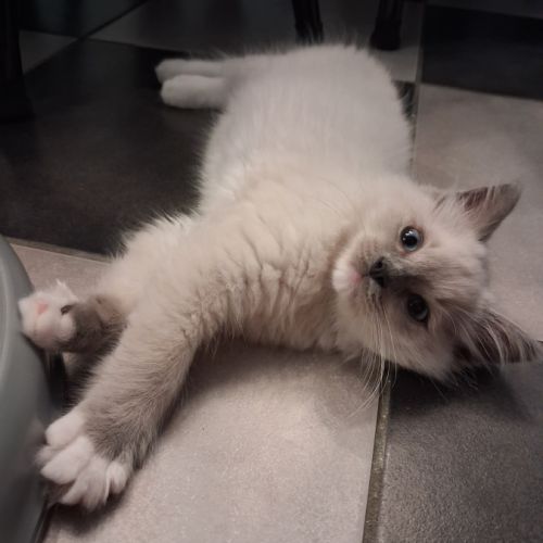 3 chatons ragdoll loof #3