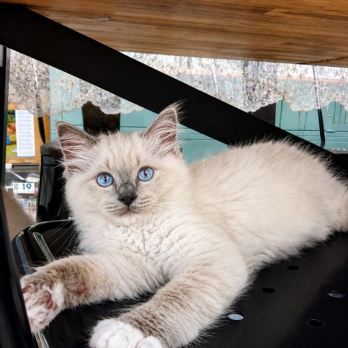 3 chatons ragdoll loof #5