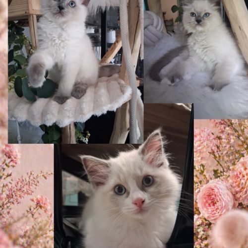 3 chatons ragdoll loof #0