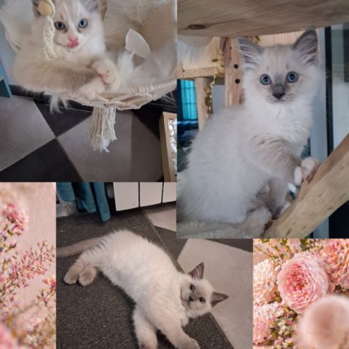 3 chatons ragdoll loof #8
