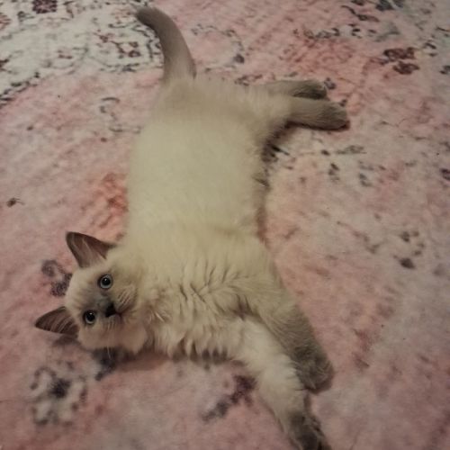 3 chatons ragdoll loof #9