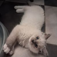 3 chatons ragdoll loof #1