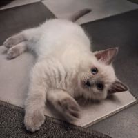 3 chatons ragdoll loof #2