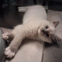 3 chatons ragdoll loof #3
