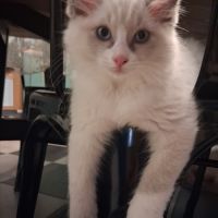 3 chatons ragdoll loof #4