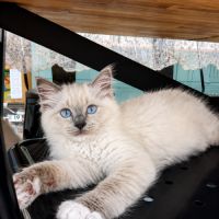 3 chatons ragdoll loof #5