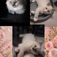 3 chatons ragdoll loof #7