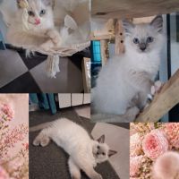 3 chatons ragdoll loof #8