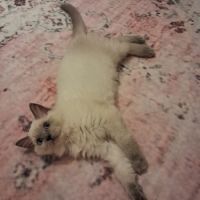 3 chatons ragdoll loof #9