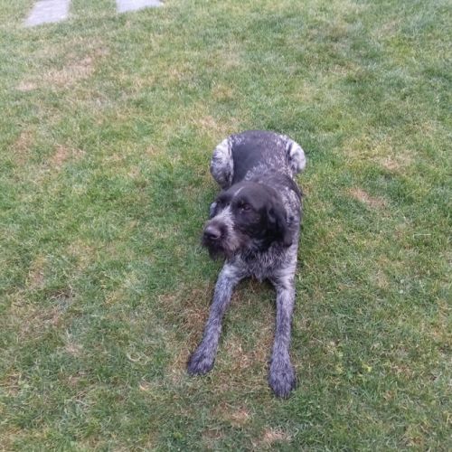 Chiots drahthaar disponibles de suite #1