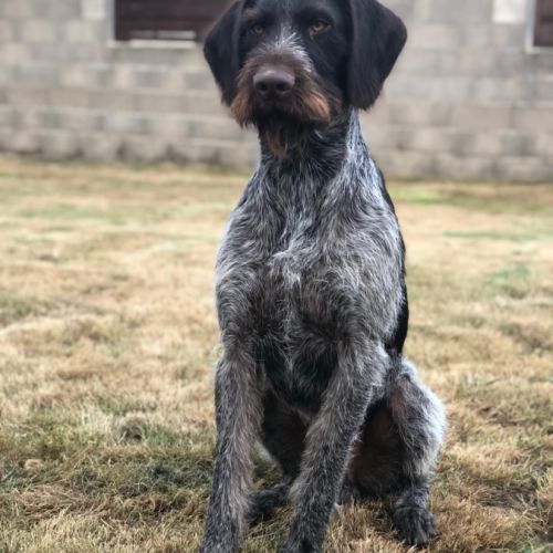 Chiots drahthaar disponibles de suite #2