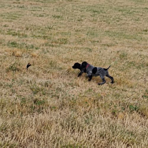 Chiots drahthaar disponibles de suite #3
