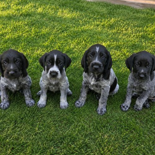Chiots drahthaar disponibles de suite #0