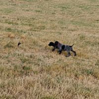 Chiots drahthaar disponibles de suite #3