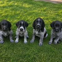 Chiots drahthaar disponibles de suite