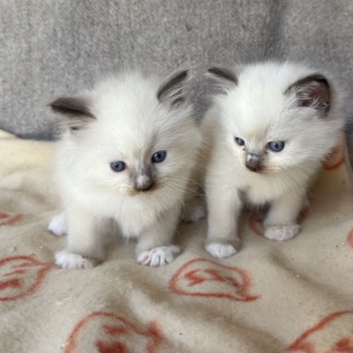 Chatons ragdoll