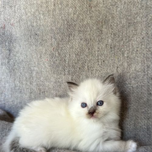 Chatons ragdoll #2
