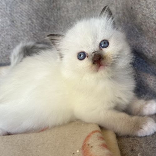 Chatons ragdoll #3