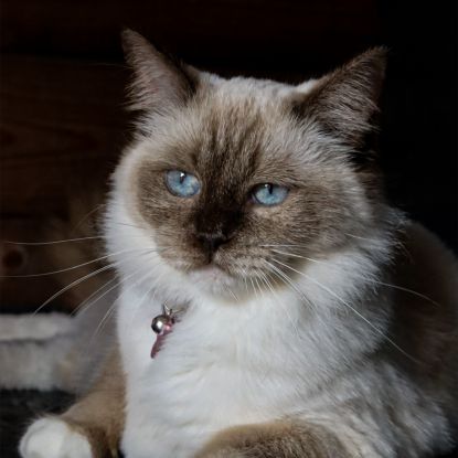 Chatons ragdoll #5