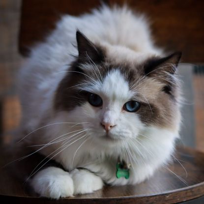 Chatons ragdoll #6