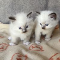 Chatons ragdoll #0