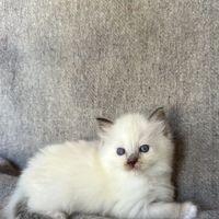 Chatons ragdoll #2