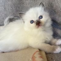 Chatons ragdoll #3