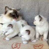Chatons ragdoll #4