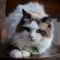 Chatons ragdoll #6